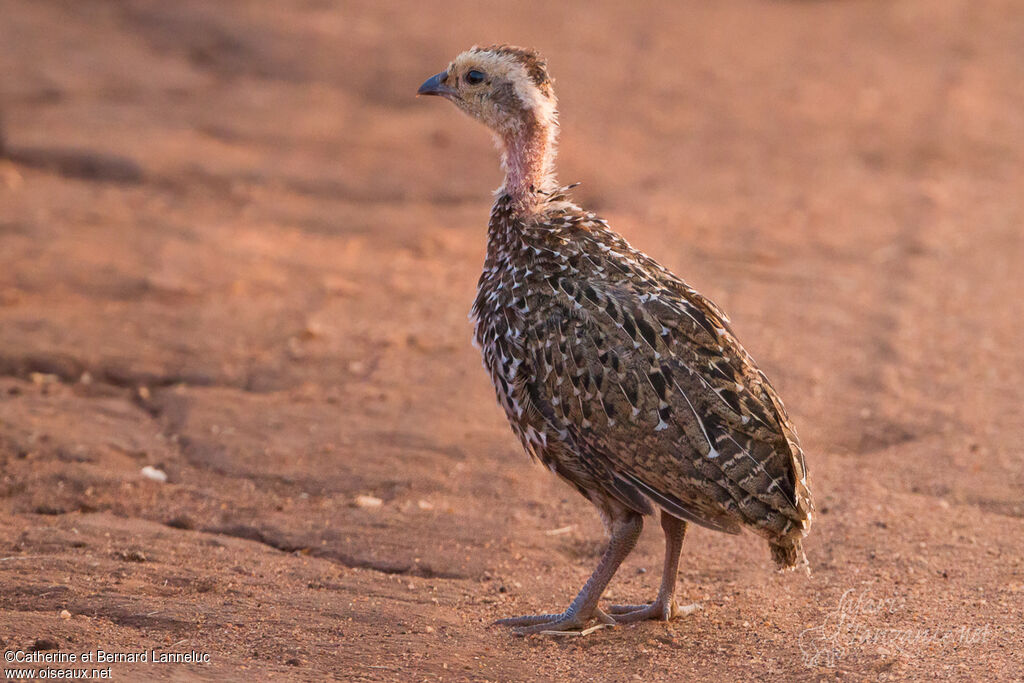 Francolin à cou jaunejuvénile, identification