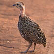 Francolin à cou jaune