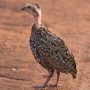 Yellow-necked Spurfowl