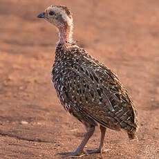 Francolin à cou jaune