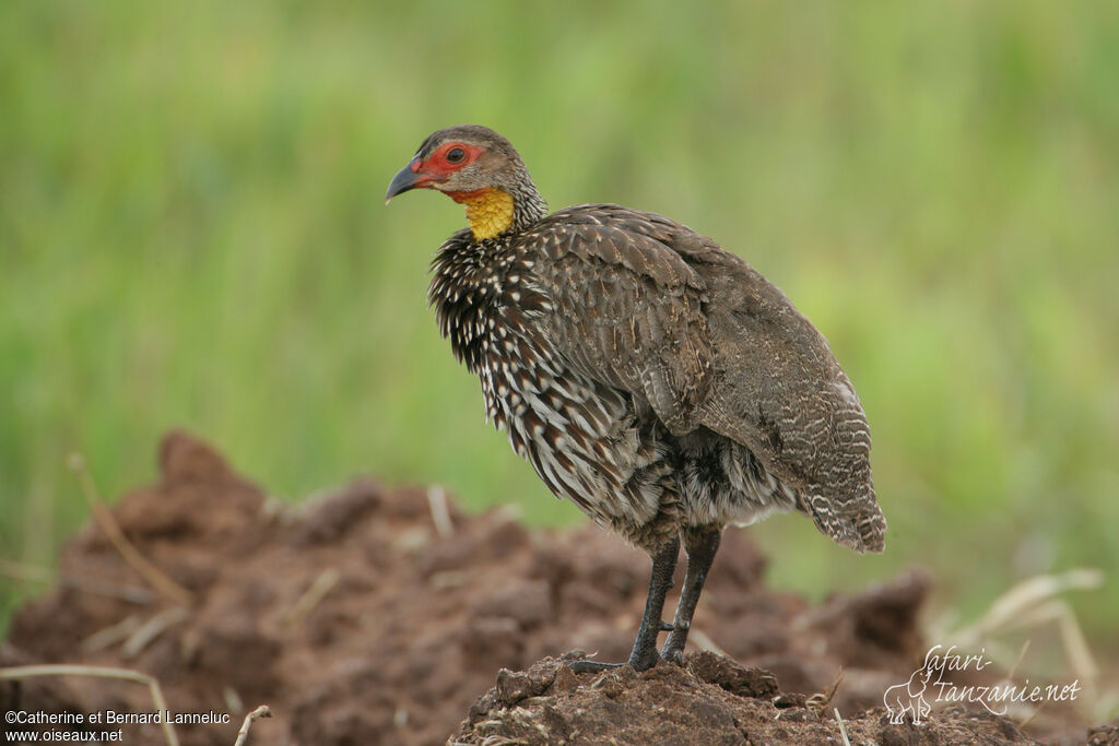 Francolin à cou jauneadulte, identification