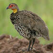 Francolin à cou jaune