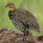 Yellow-necked Spurfowl