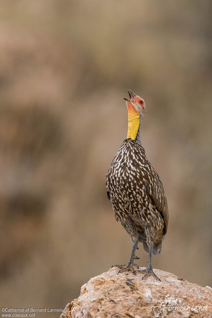 Francolin à cou jauneadulte, chant, Comportement