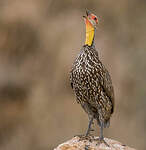 Francolin à cou jaune