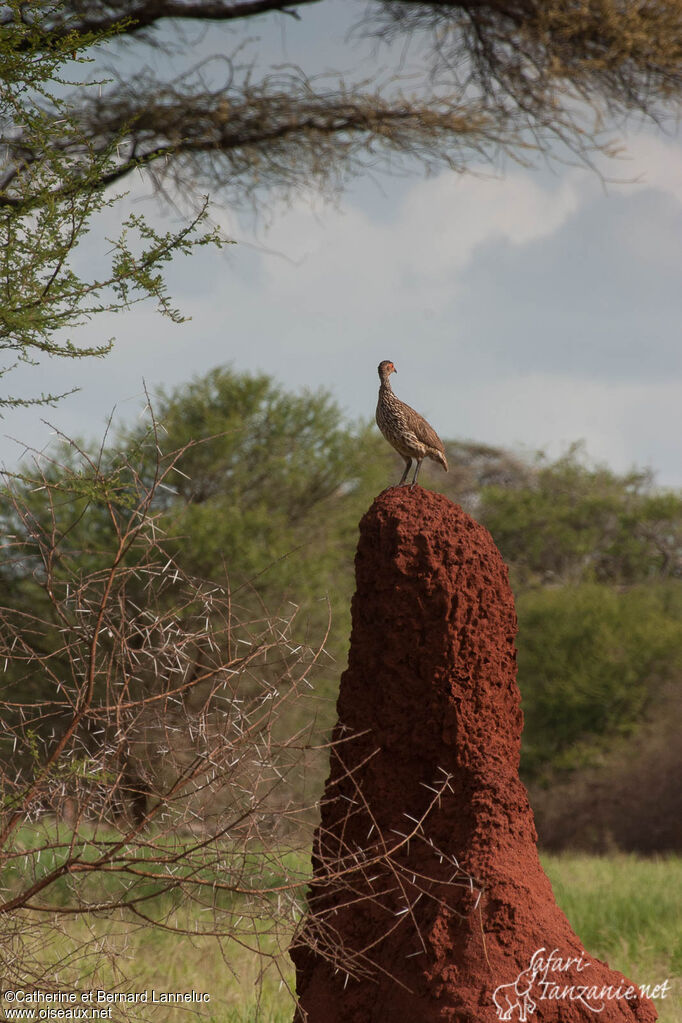 Francolin à cou jauneadulte, habitat, Comportement