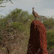 Yellow-necked Spurfowl