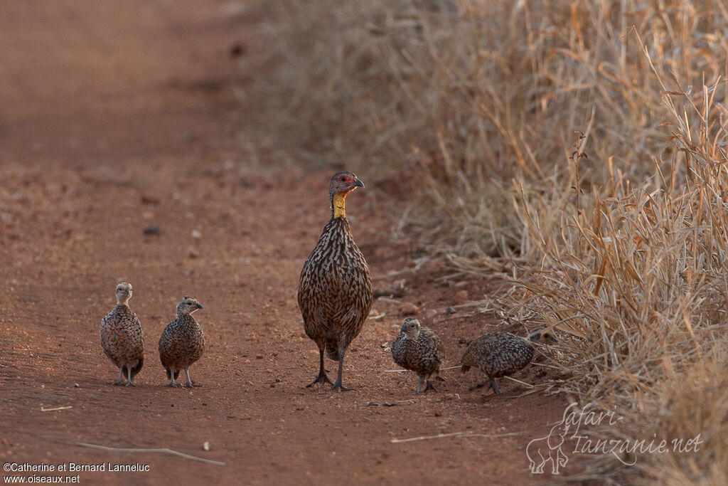 Francolin à cou jaune, Comportement