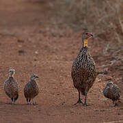 Francolin à cou jaune