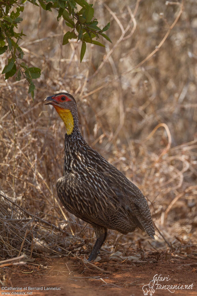 Francolin à cou jauneadulte, identification