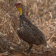 Yellow-necked Spurfowl