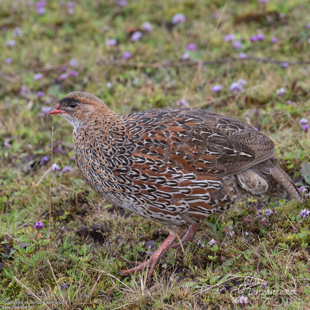 Francolin à cou rouxadulte, identification