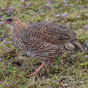 Chestnut-naped Spurfowl