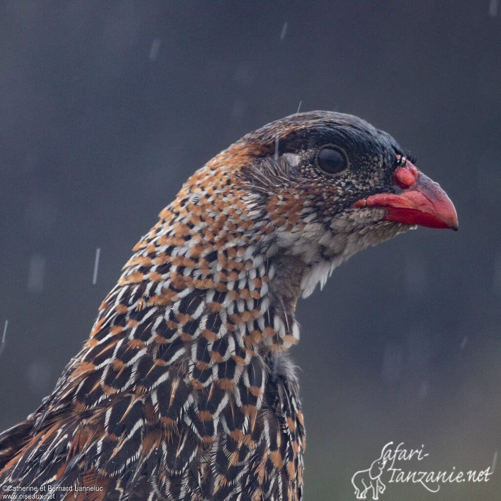 Chestnut-naped Francolinadult, aspect