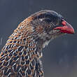 Francolin à cou roux