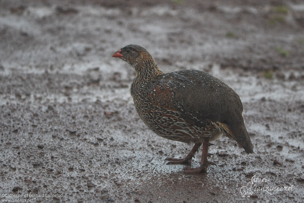 Francolin à cou rouxadulte