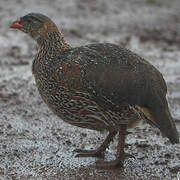 Chestnut-naped Francolin