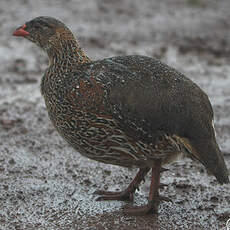 Francolin à cou roux