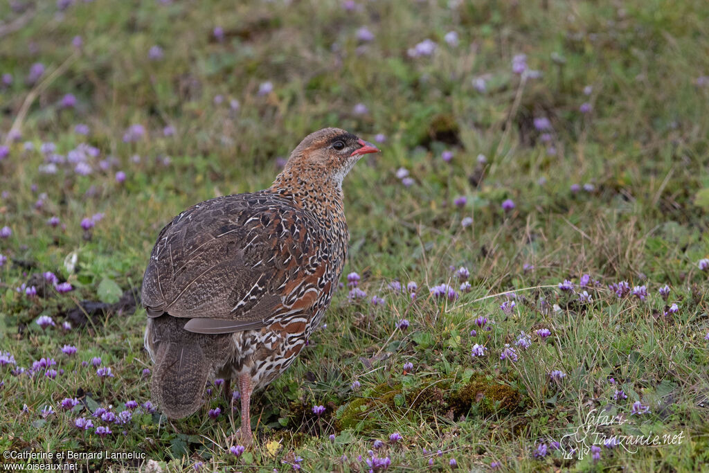 Chestnut-naped Francolinadult