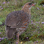 Francolin à cou roux