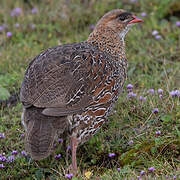 Chestnut-naped Francolin