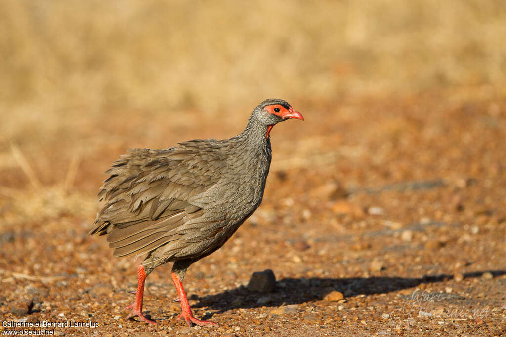 Red-necked Spurfowl male adult, identification