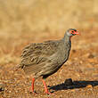 Francolin à gorge rouge