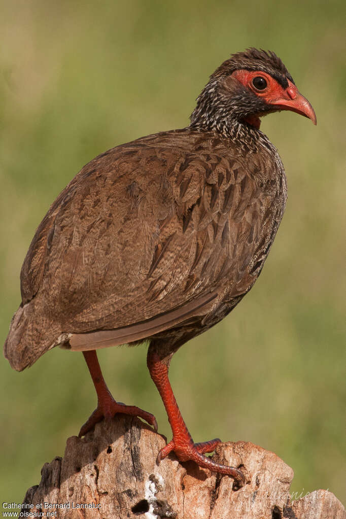 Francolin à gorge rouge femelle adulte, composition