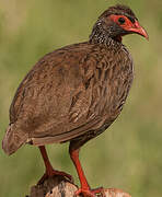 Francolin à gorge rouge