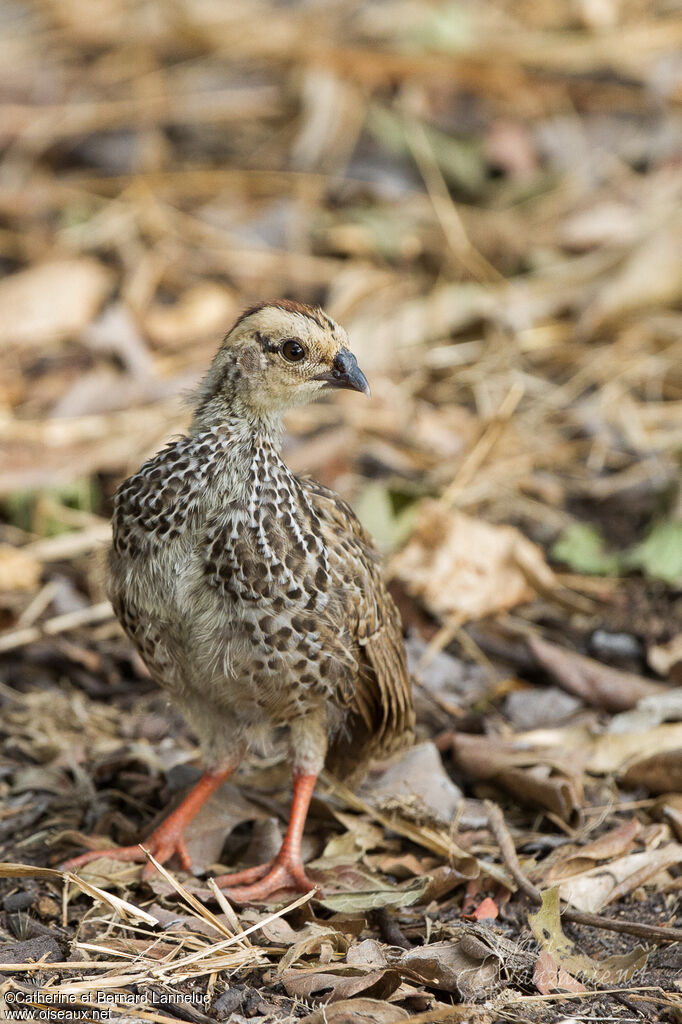 Red-necked Spurfowljuvenile, identification