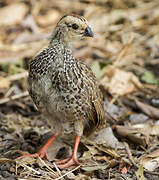 Red-necked Spurfowl