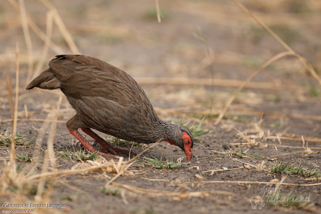 Francolin à gorge rougeadulte, régime