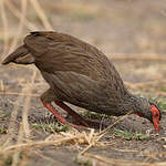 Francolin à gorge rouge