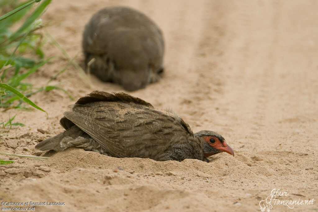 Francolin à gorge rougeadulte, soins