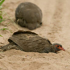 Francolin à gorge rouge