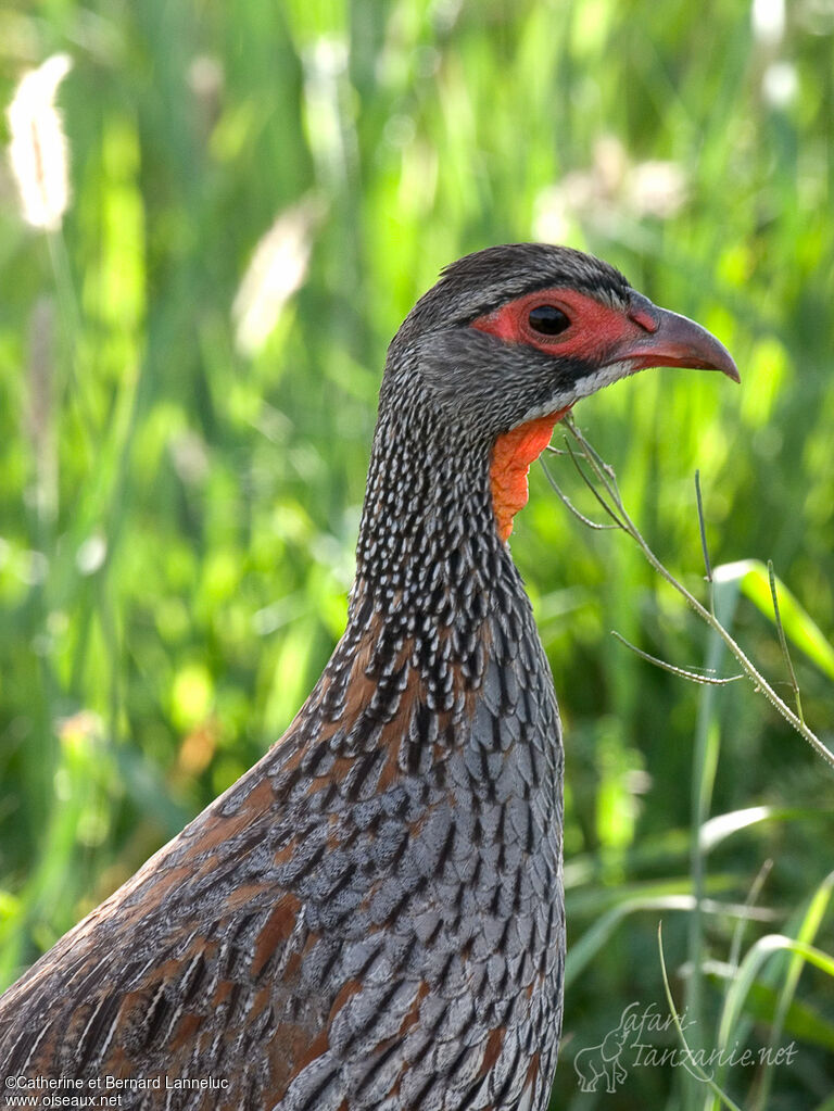 Grey-breasted Spurfowladult, close-up portrait