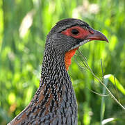 Francolin à poitrine grise