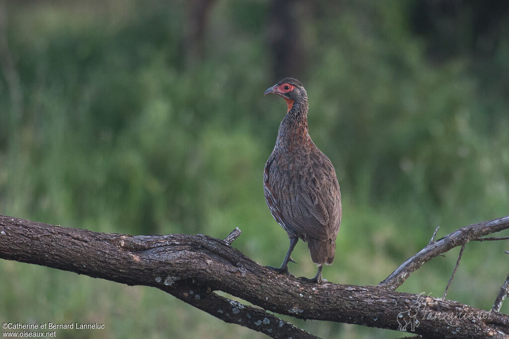 Francolin à poitrine griseadulte