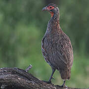 Grey-breasted Spurfowl