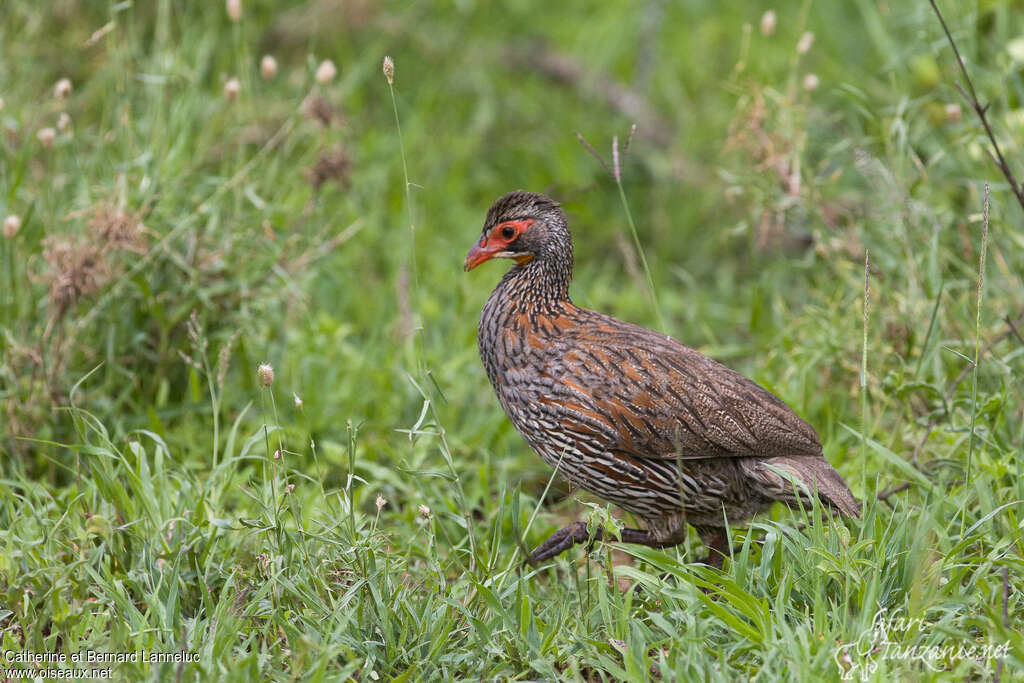 Grey-breasted Spurfowladult, identification