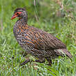 Francolin à poitrine grise