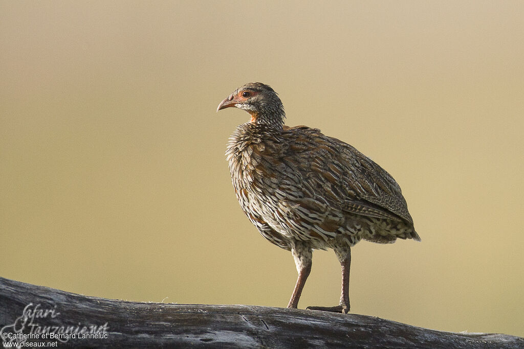 Grey-breasted Spurfowladult, identification