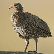 Francolin à poitrine grise