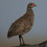 Francolin à poitrine grise