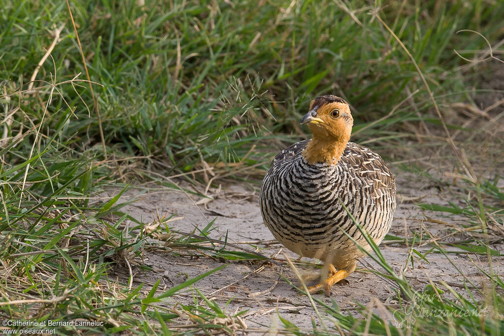 Coqui Francolin male adult