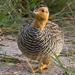 Francolin coqui