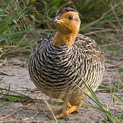 Coqui Francolin