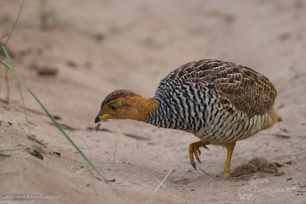 Coqui Francolin male adult, feeding habits, Behaviour