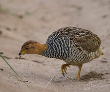 Francolin coqui