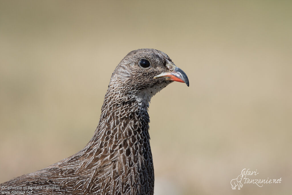 Cape Spurfowladult, close-up portrait